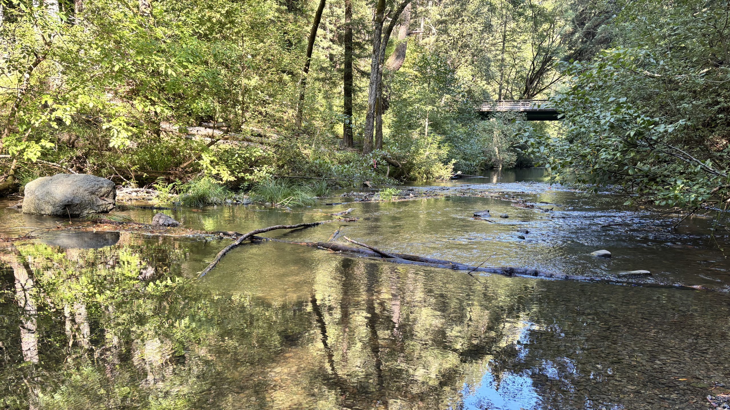 Quiet wooded creek reflecting the surrounding trees